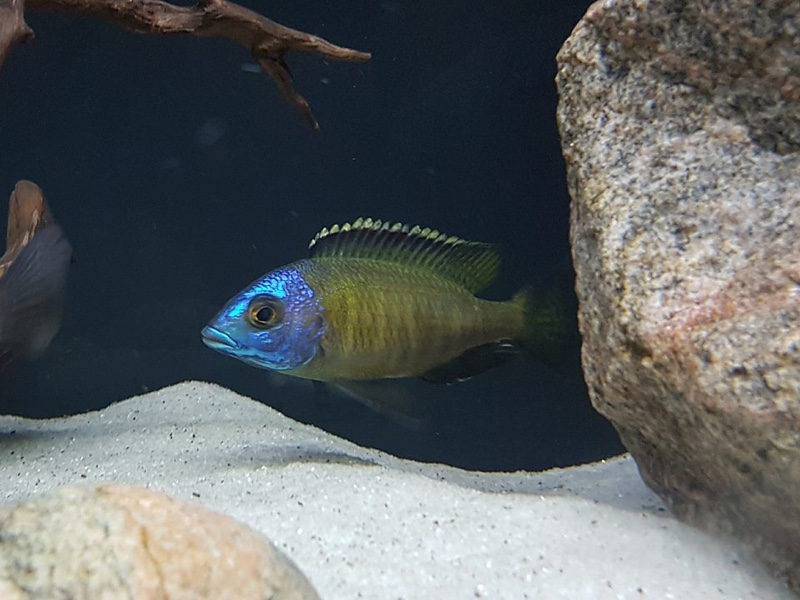 Placidochromis sp. 'electra superior' Mandalawi Reef